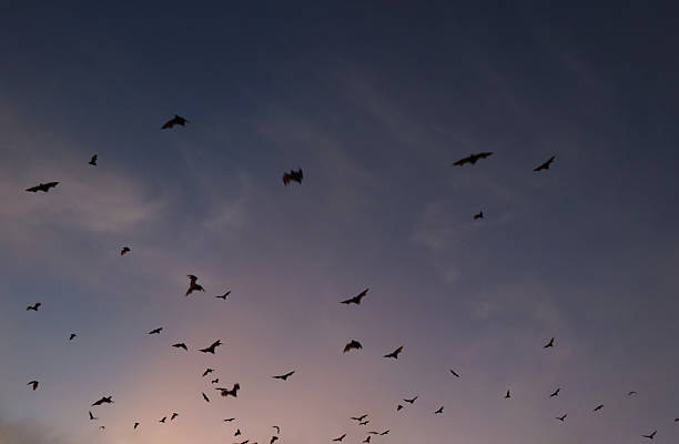 istock Bats fly in the evening leaving 2224571502