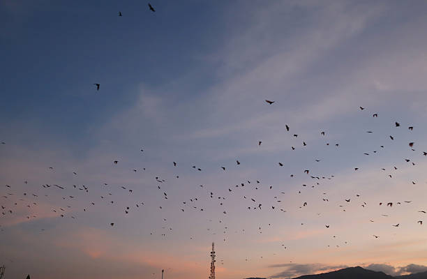 istock Bats fly in the evening leaving 2224571504
