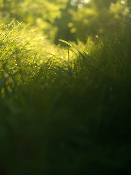 istock Path in woodland or garden. 2224571676