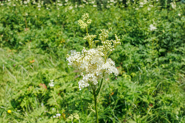 flower and leaf of herb on white background