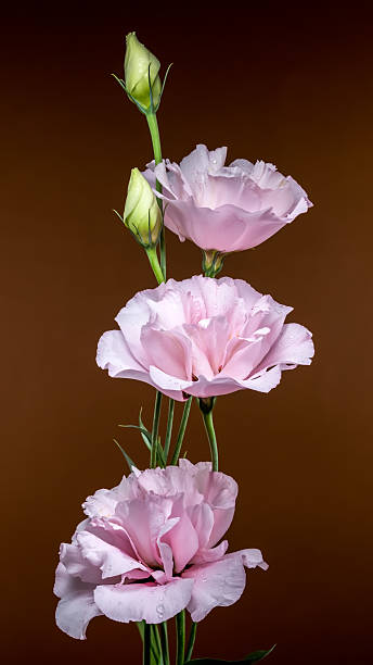 Graceful Pink Eustoma Flowers on a Brown Background