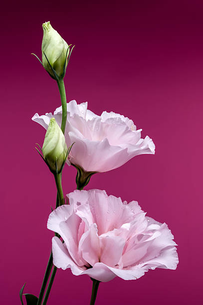 istock Captivating Pink Eustoma Bloom with Droplets on Pink Background 2224574878