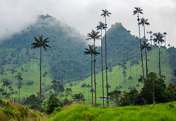 istock Cocora Valley Landscape with Wax Palms 2224576407