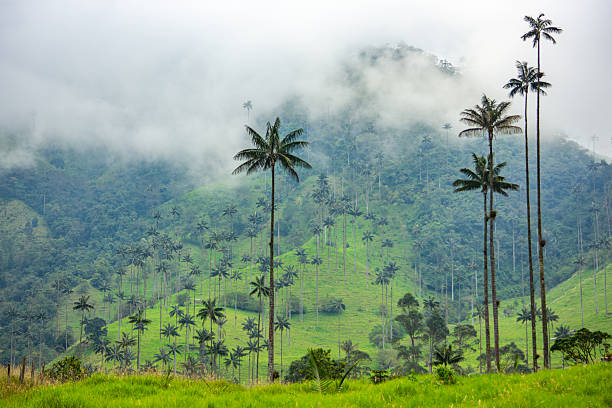 istock Cocora Valley Landscape with Wax Palms 2224576409