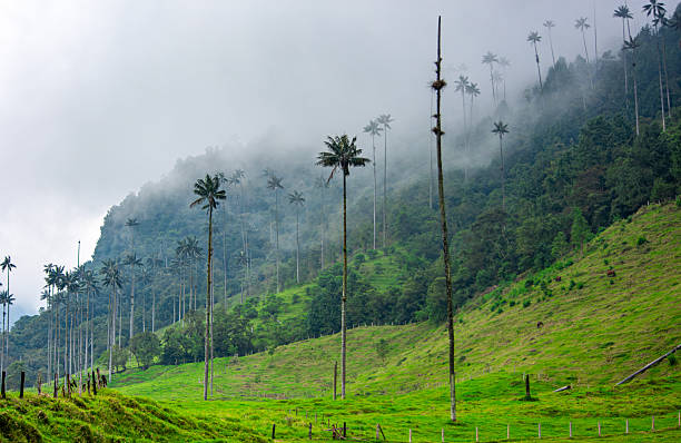 istock Majestic Wax Palms in Cocora Valley 2224576410