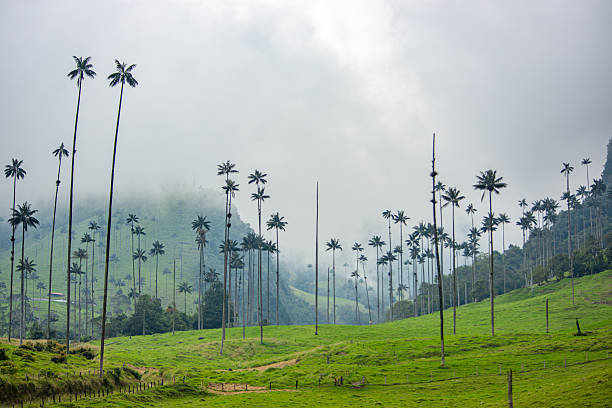 istock Cocora Valley's Iconic Wax Palms 2224576419