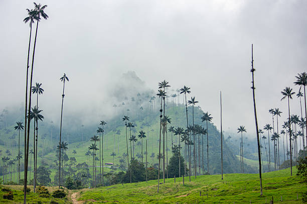istock Cocora Valley Landscape with Wax Palms 2224576421