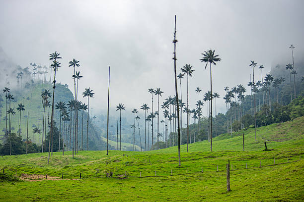 istock Cocora Valley Landscape with Wax Palms 2224576423