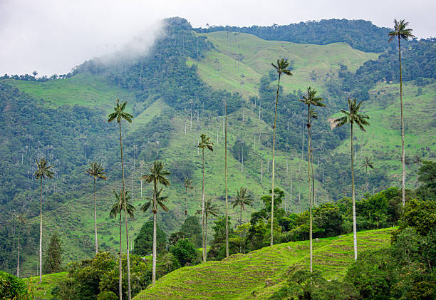 istock Cocora Valley with Wax Palms 2224576425