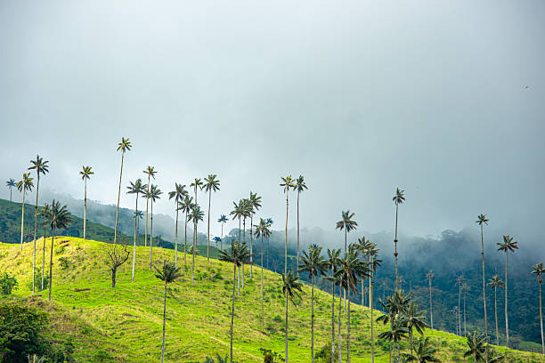 istock Cocora Valley with Wax Palms 2224576506
