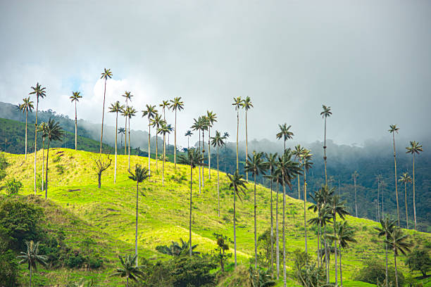 istock Scenic View of Cocora Valley with Wax Palms 2224576512