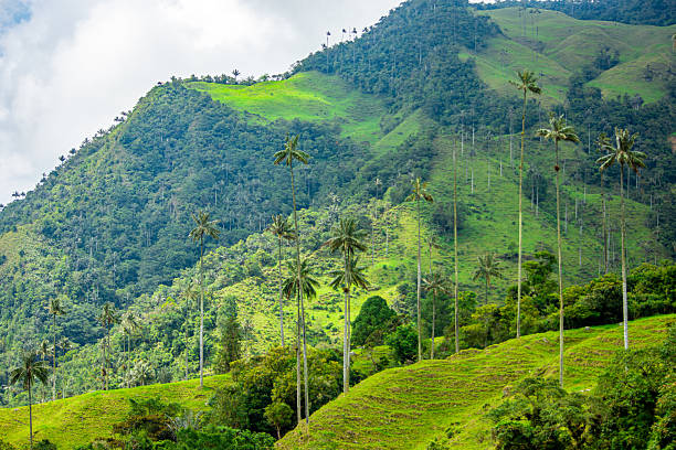 istock Scenic View of Cocora Valley with Wax Palms 2224576513