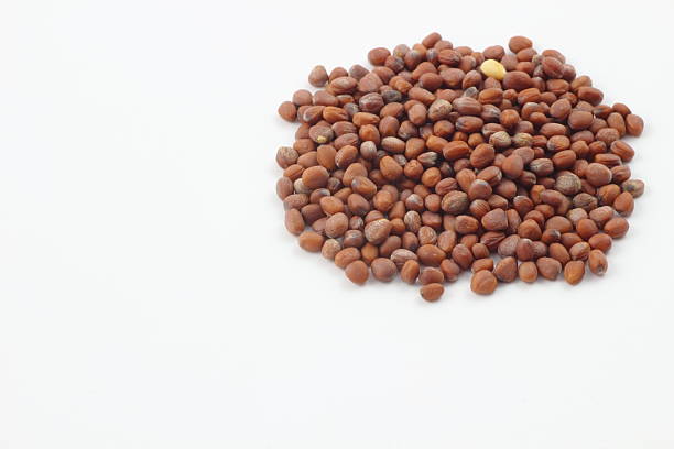 istock Beginning of life, leaf radish seeds. 2224577584