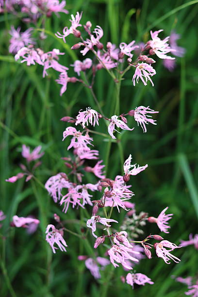 istock Ragged robin or Silene flos-cuculi flowers in a meadow 2224579486