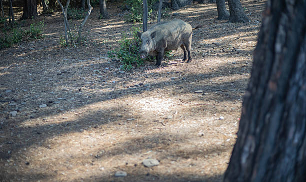 istock Wild boar in nature 2224580811