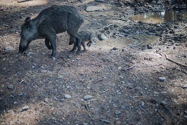 Wild boar in nature, rolling in the mud