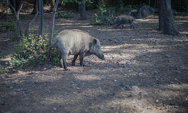 istock Wild boar in nature 2224580820