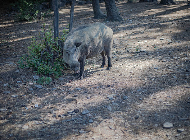 Wild boar in nature