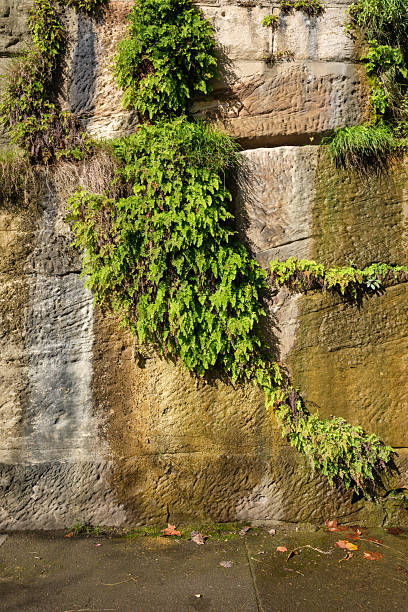 istock Plants growing down a wet rock wall 2224581148