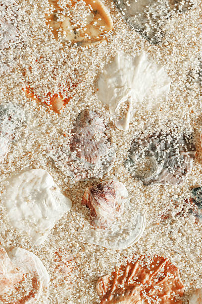 istock Minimal aesthetic seashells pattern on beige sand, natural sea oceanic and summer textured background, summer relaxation, top view photo with delicate pastel colored shell, rest beach wallpaper 2224581554