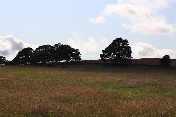 View across a countryside meadow in summer towards old oak trees