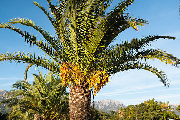 istock Palm Tree with Yellow Dates against a Clear Blue Sky. Ideal for themes related to tropical plants, natural beauty, travel, and warm climates. High quality photography 2224582873