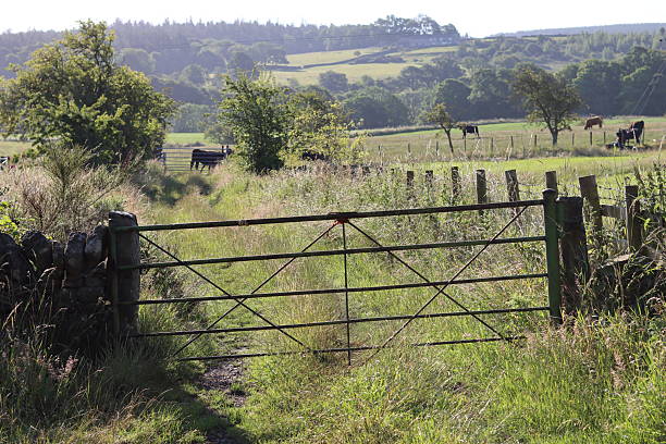 Gate across a countryside field in summer