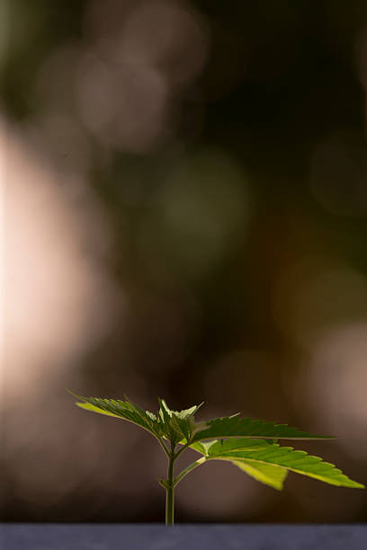 A vibrant small green plant is steadily growing out of a small pot, showing its resilience and life in a closeup view