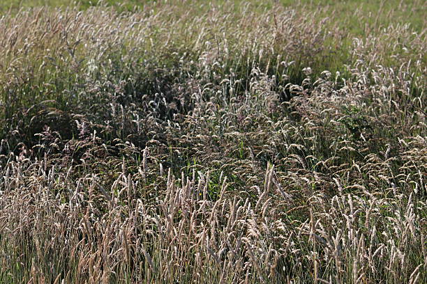 Long grasses in a meadow in summer