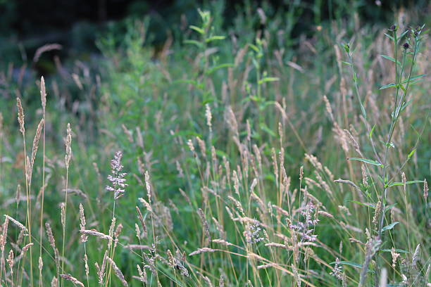 istock Long grasses in a meadow in summer 2224583734