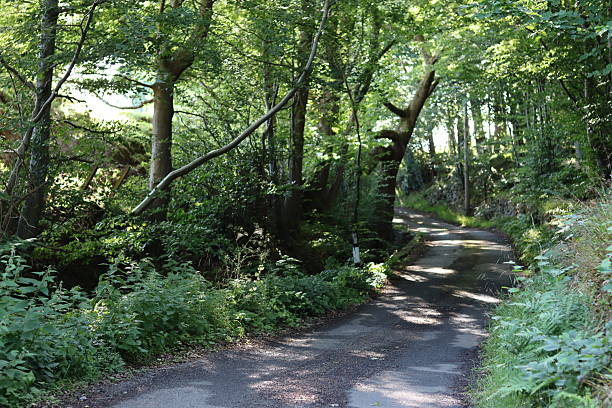 istock Countryside lane in summer surrounded by trees 2224584357