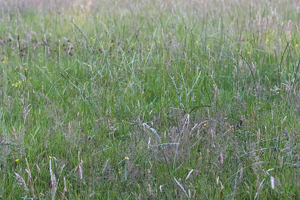 istock Long grasses in a meadow in summer 2224584369