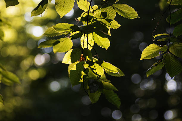 istock green leaves background in sunny day 2224584517
