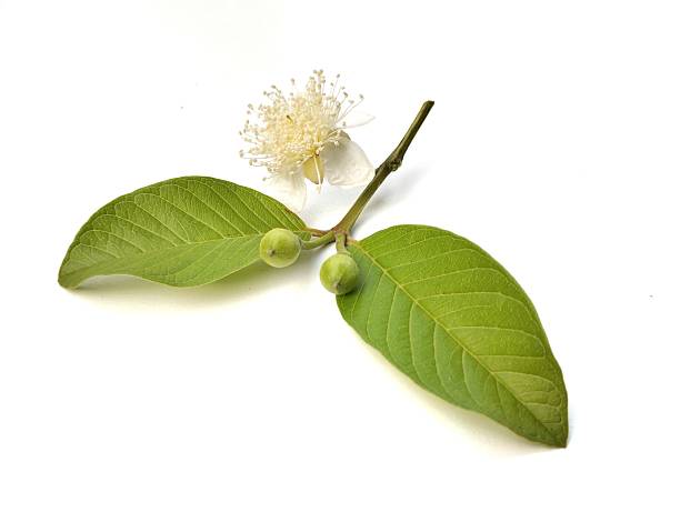 istock Guava leaves and flower isolated on white background 2224586757