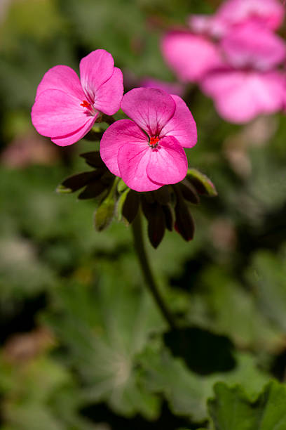 istock Pink Geraniums in the garden 2224587018