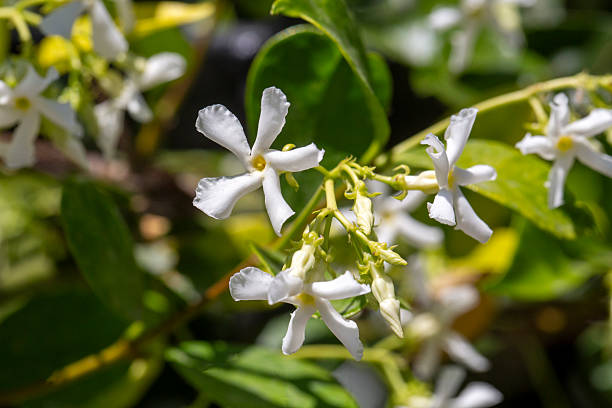 istock A fragrant flower; scientific name; Trachelospermum jasminoides 2224587032