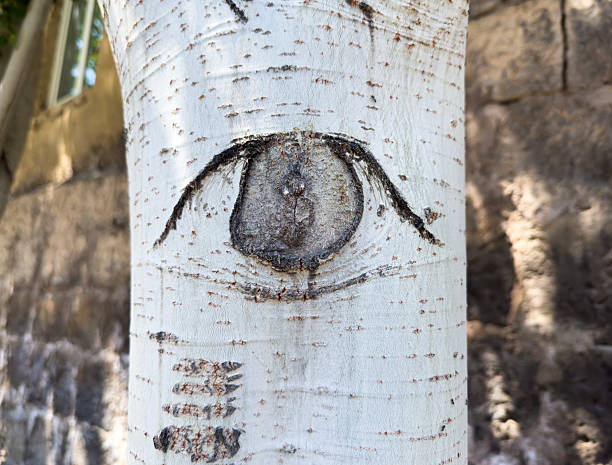 istock A tree with a hole in it that looks like an eye 2224588229