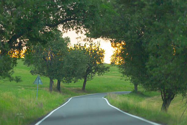 A picturesque road that features trees lining both sides, creating a serene and beautiful atmosphere for travelers along the path