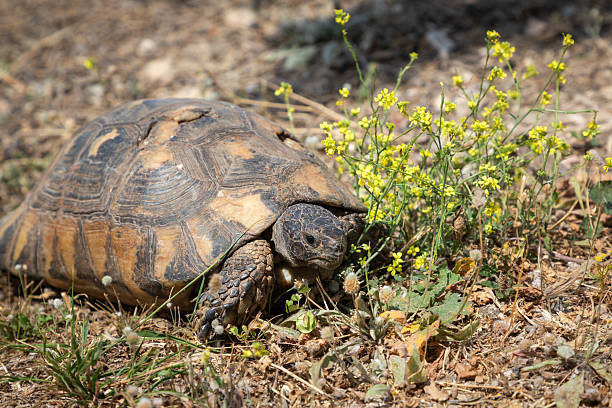 istock Wild tortoise with a damaged carapace 2224590769