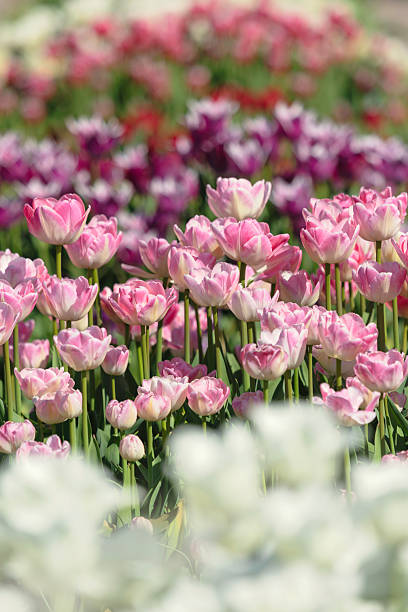 istock Pink tulips in bloom in a garden 2224590990