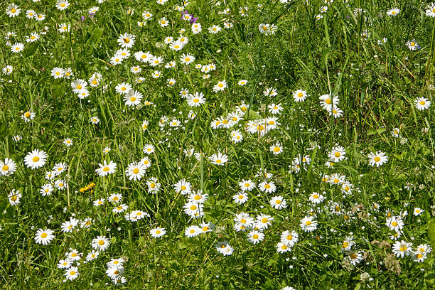 istock Oxeye daisy (Leucanthemum vulgare) in green grass. 2224591521