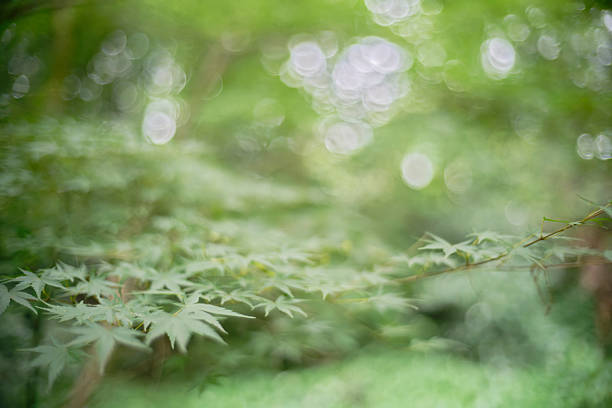 Japanese Maple leaves natural bokeh background