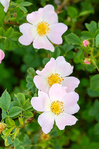 istock Wild Rose (Rosa canina) with open petals in spring 2224594061