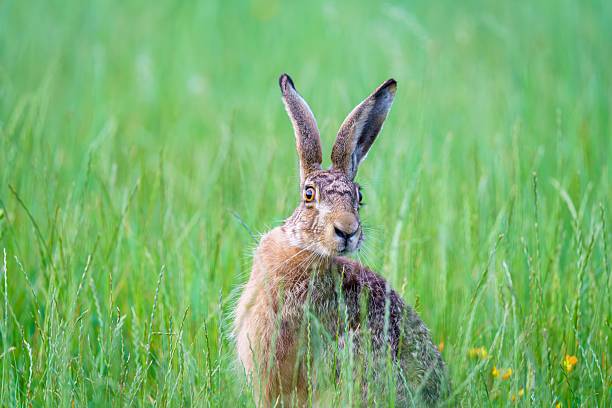 istock Wild Hare in Lush Green Grass 2224594673