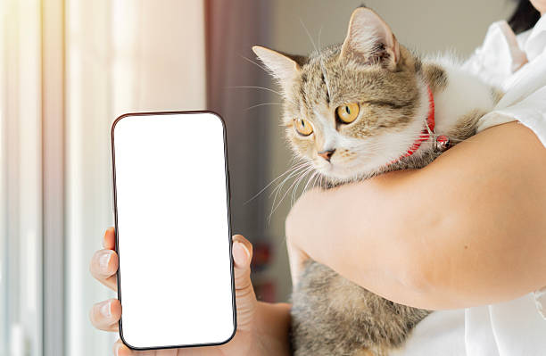 istock A blank smartphone screen on a woman's hand while holding a fluffy cat at home. 2224595518