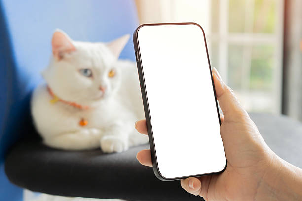istock Mockup image of smartphone with empty screen in female hands. White cat relaxing behind. 2224595525