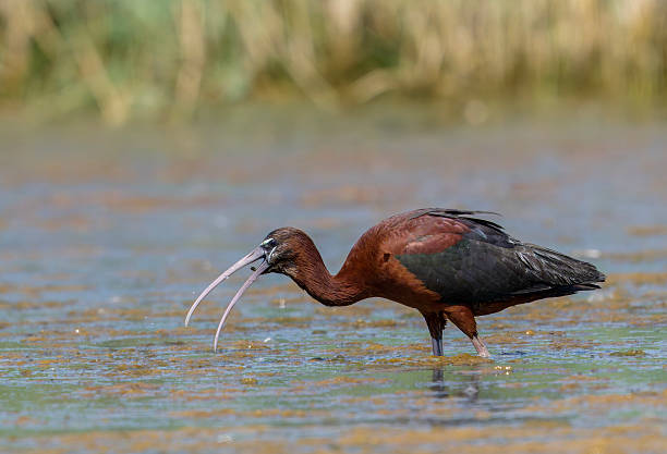 Glossy ibis feeding in the marsh