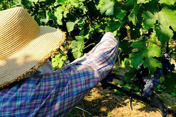 Close-up image of a farmer harvesting ripe dark grapes in a vineyard during late summer or early autumn. The person is wearing a straw sunhat and a plaid shirt, surrounded by lush green vines and grape clusters. The scene captures the essence of traditional agriculture, manual labor, and organic winemaking in a Mediterranean rural setting. Ideal for themes related to viticulture, farming, sustainability, and seasonal harvest.