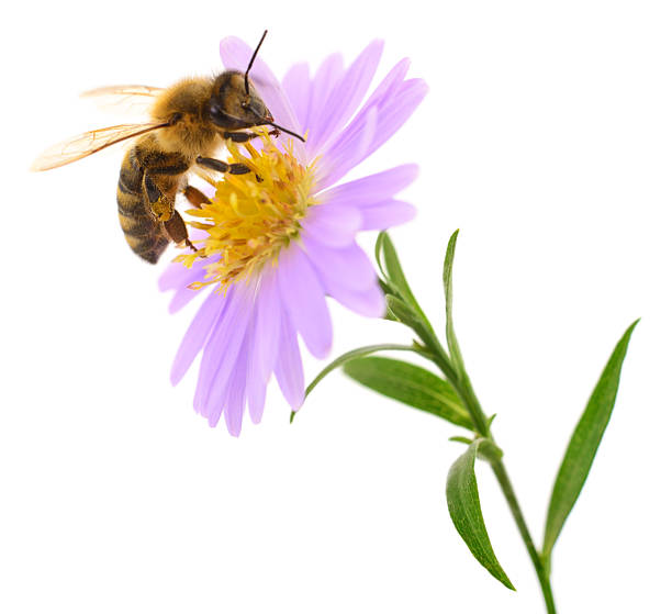 istock Honeybee and blue flower 2224601817
