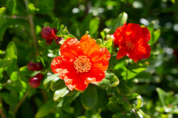 Pomegranate flowers ripe pomegranate flower on pomegranate tree selective focus